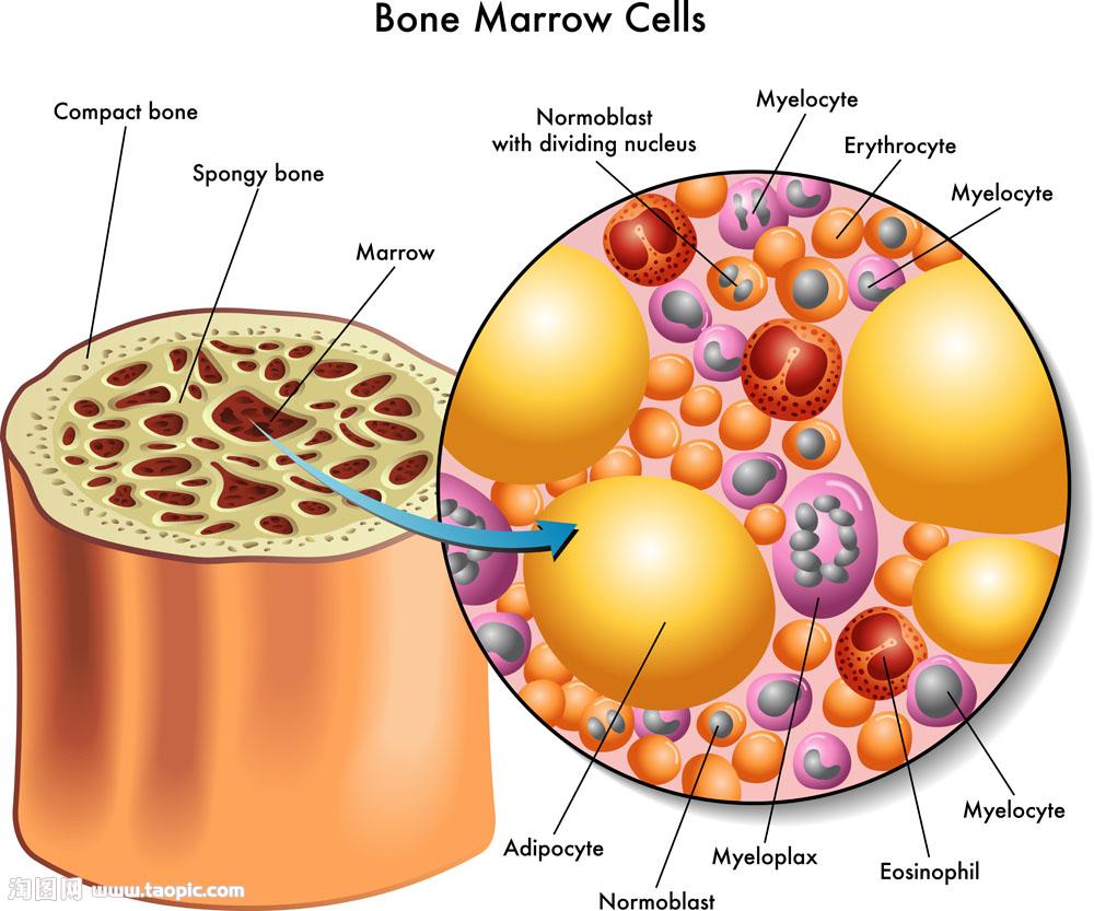 骨髓細胞