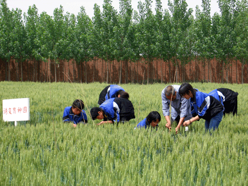 學生在農科實踐活動基地進行作物品種試驗