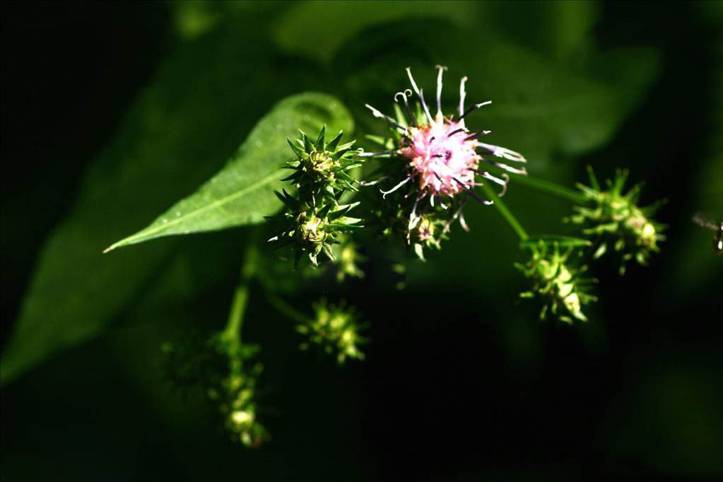 四川風毛菊 四川風毛菊