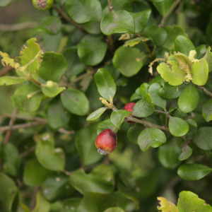 Myrceugenia colchaguensis