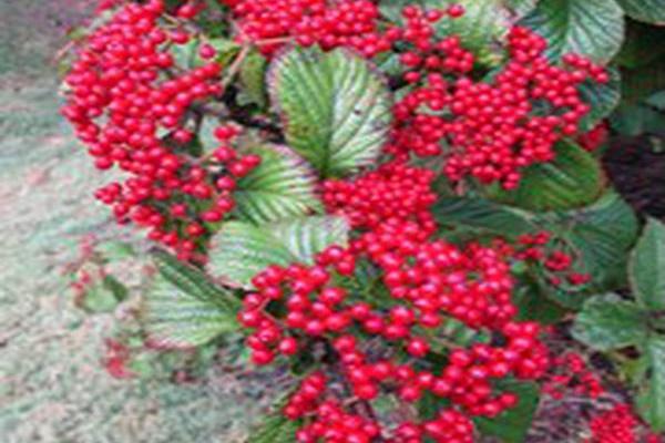 Viburnum dilatatum \x27Henneke\x27 CARDINAL CANDY Viburnum dilatatum \x27Henneke\x27 CARDINAL CANDY