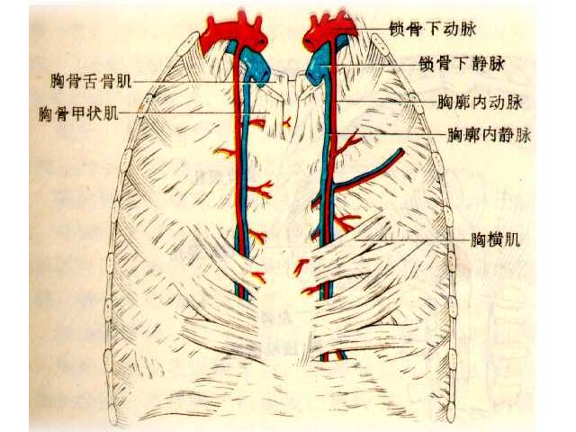 胸橫肌 英譯 基本資料 胸橫肌與督脈腹面分支運行的意義 中文百科全書