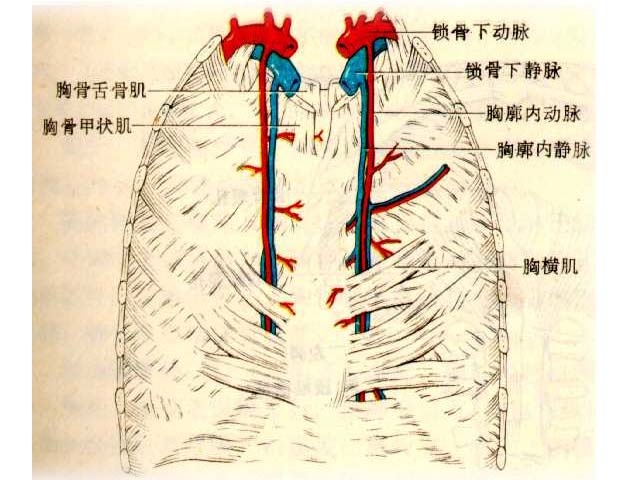 胸橫肌