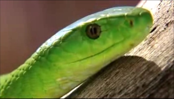 綠樹眼鏡蛇