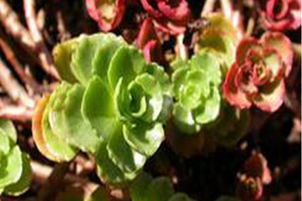 Sedum spurium \x27Album Superbum\x27
