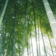 散生竹 散生竹