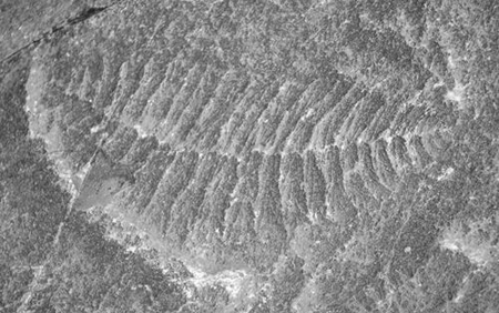 寒武紀最具代表性的“埃迪卡拉海筆”化石
