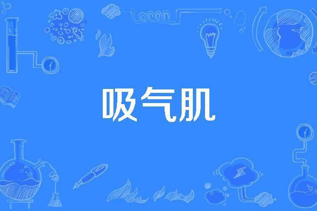吸氣肌 吸氣肌