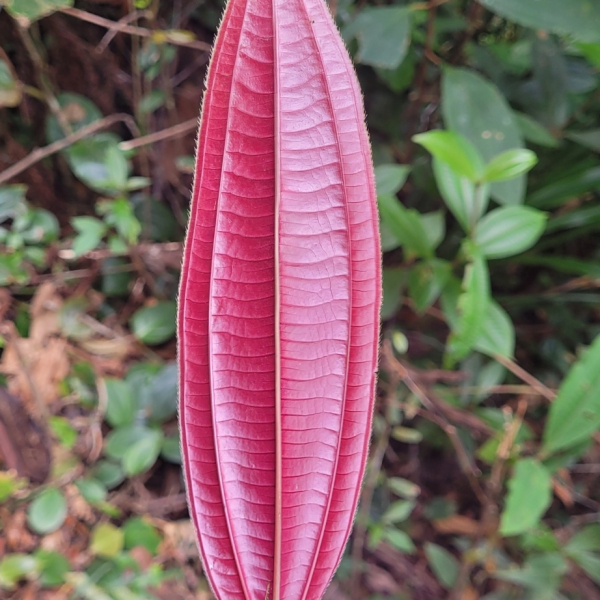Miconia oinochrophylla