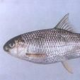 高體白甲魚 高體白甲魚