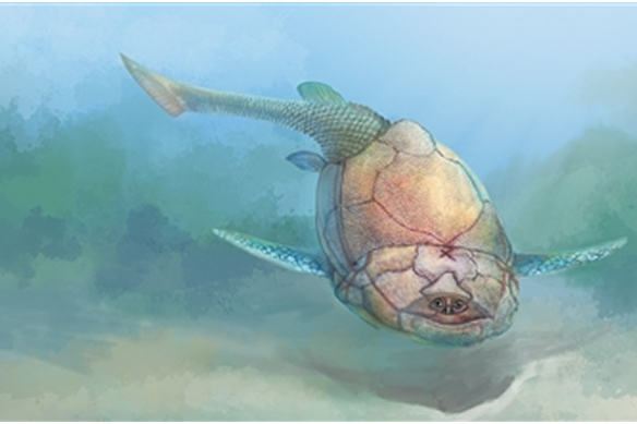 中華溝鱗魚 中華溝鱗魚