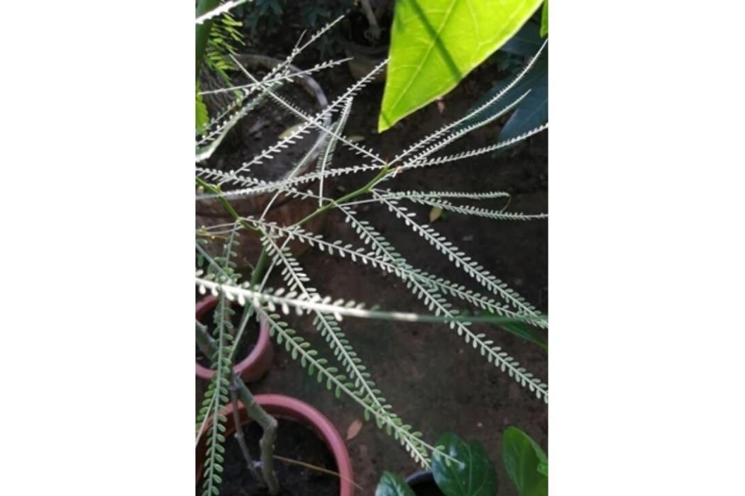 扁軸木(豆科扁軸木屬植物) 扁軸木(豆科扁軸木屬植物)