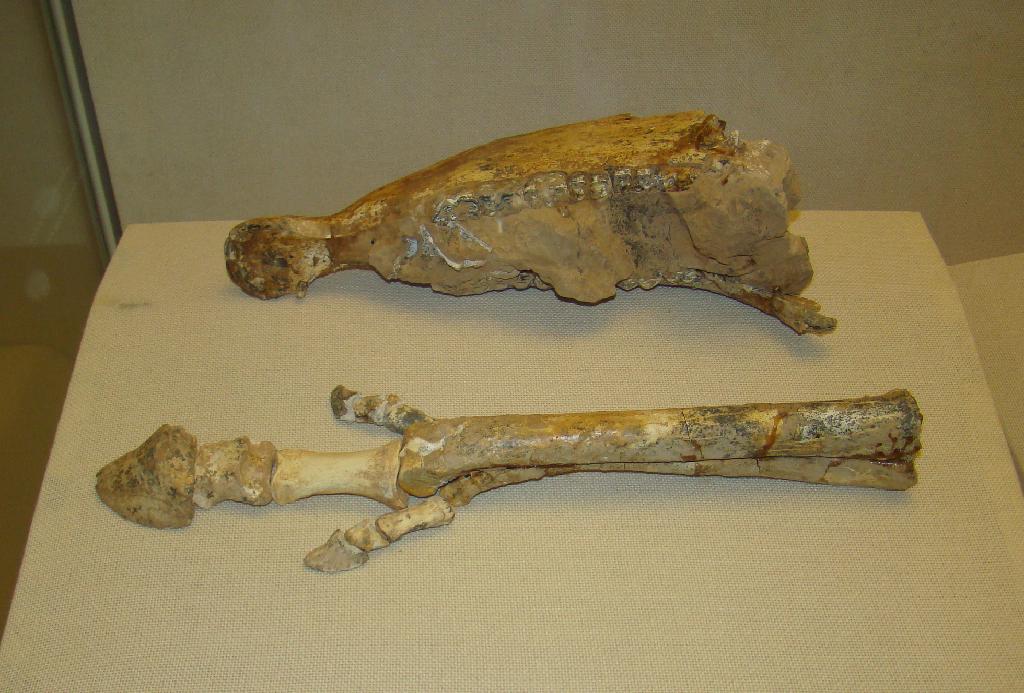 三趾馬動物群化石
