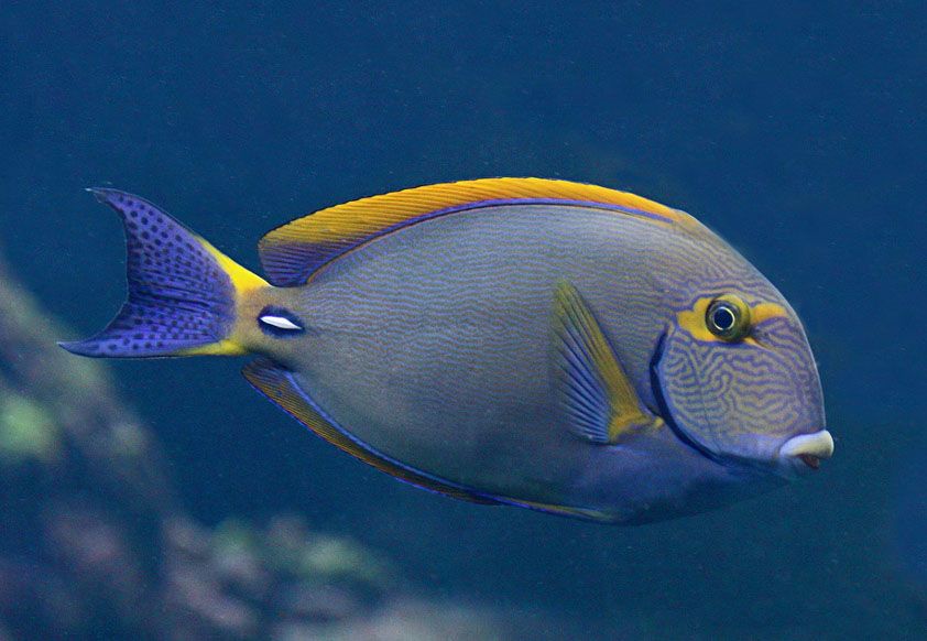 額帶刺尾魚 額帶刺尾魚