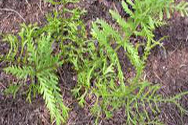 Dryopteris filix-mas \x27Linearis Polydactyla\x27 Dryopteris filix-mas \x27Linearis Polydactyla\x27