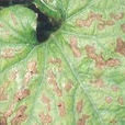 黃瓜瓜鏈格孢黑斑病