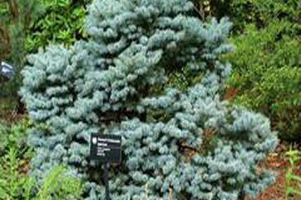 Picea pungens \x27Thuem\x27 Picea pungens \x27Thuem\x27