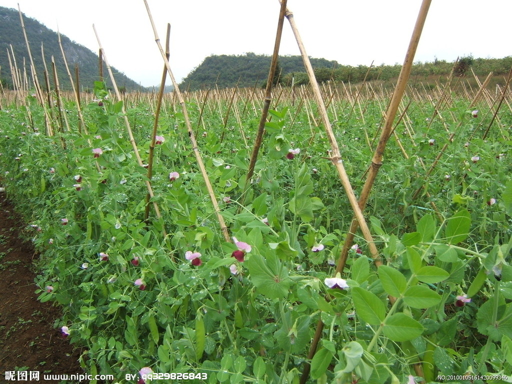 荷蘭豆一年三季種植技術