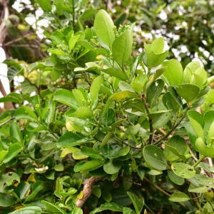 Euonymus japonicus Euonymus japonicus