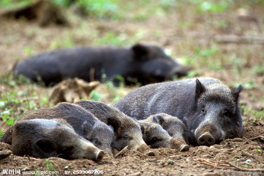 野豬-雜食動物