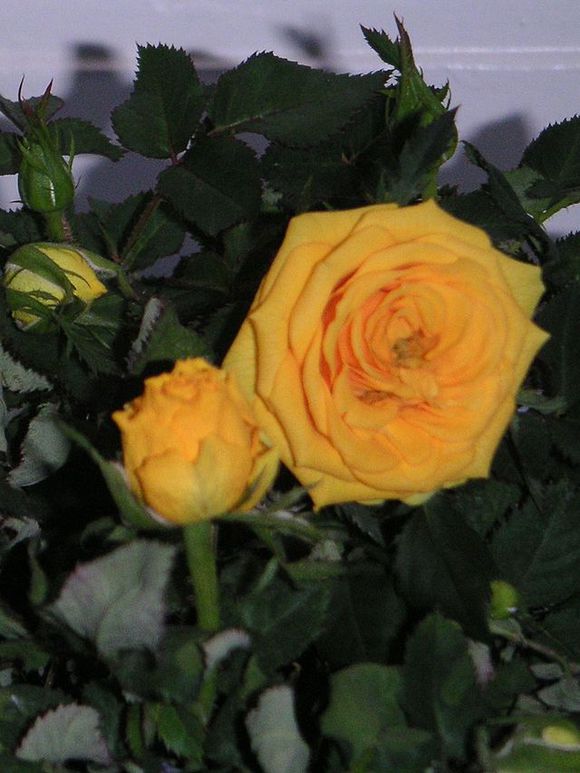 永遠的南京·辛德貝格黃玫瑰