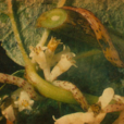 菟子絲 菟子絲