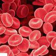 紅細胞(紅血球（血液細胞）)