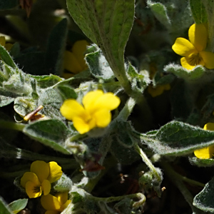 Viola tomentosa