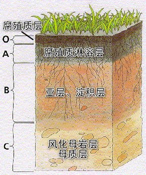 土壤剖面層次