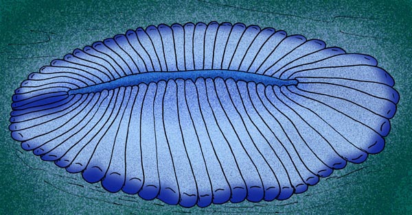 狄更遜水母復原圖