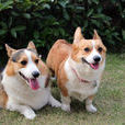 威爾斯柯基犬(柯基犬)