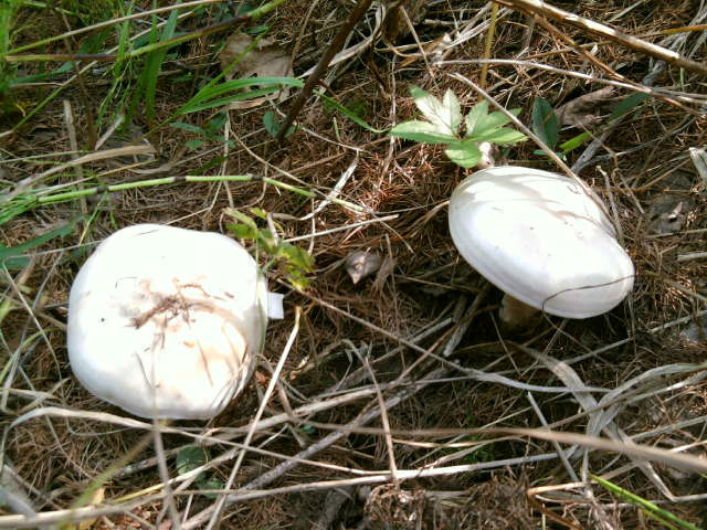呼倫貝爾草原白蘑