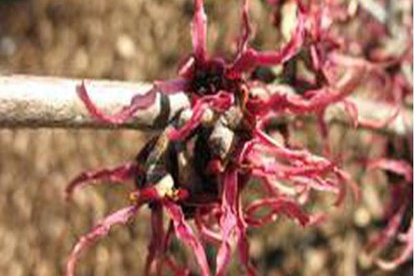 Hamamelis × intermedia \x27Birgit\x27 Hamamelis × intermedia \x27Birgit\x27