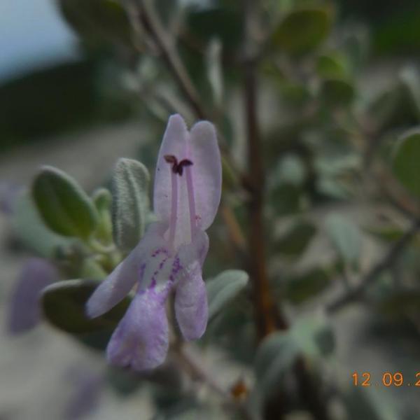 Poliomintha marifolia