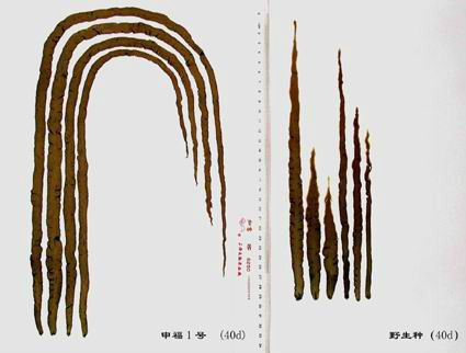 申福1號 申福1號