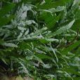 有翅星蕨(鐵皇冠（蕨類植物）)