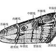 谷蛾