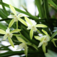 香花蝦脊蘭 香花蝦脊蘭
