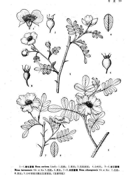 求江薔薇 求江薔薇
