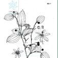 厚蕊菝葜 厚蕊菝葜