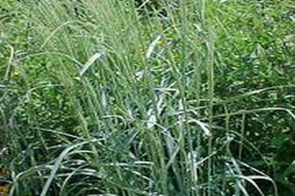 Panicum virgatum \x27Prairie Sky\x27 Panicum virgatum \x27Prairie Sky\x27