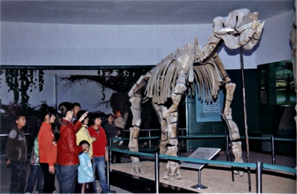 犀牛化石