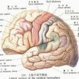 腦細胞脫水 腦細胞脫水