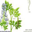 直緣烏頭 直緣烏頭