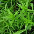 多枝柳葉菜 多枝柳葉菜
