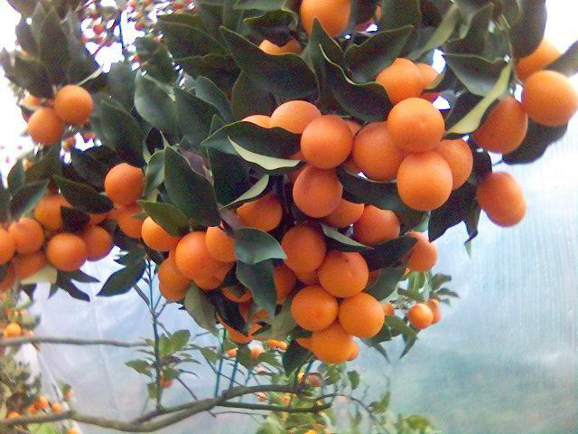 夏橙樹