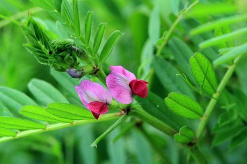 野紅豆 野紅豆