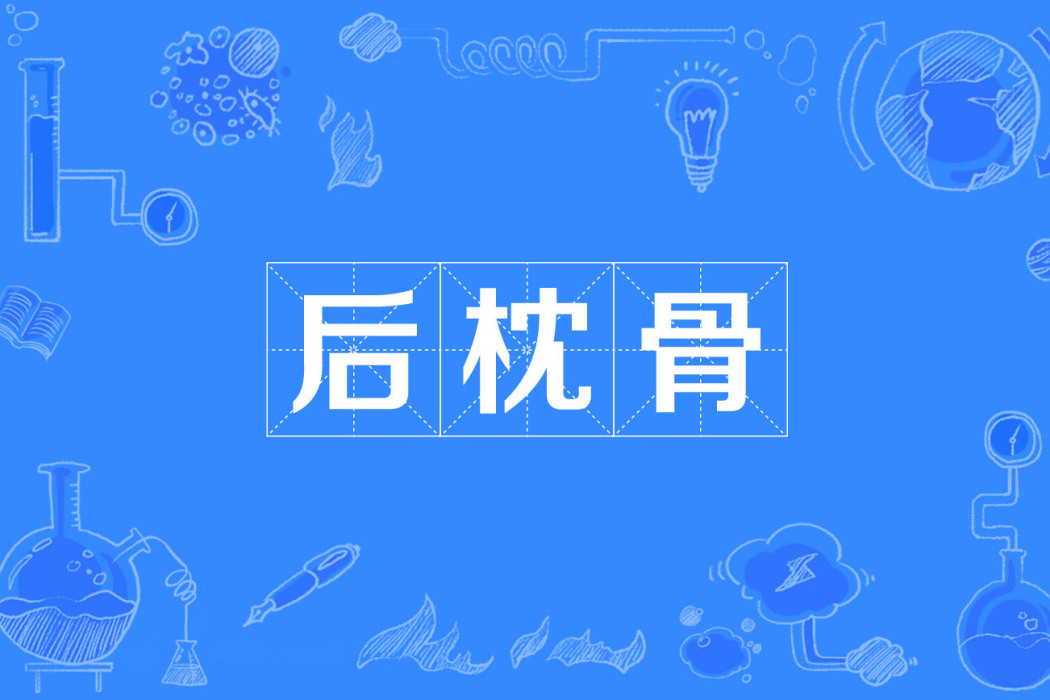 後枕骨 後枕骨