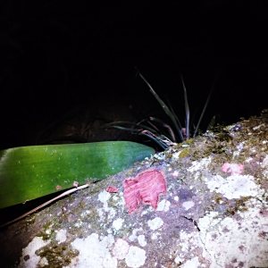Cojoba costaricensis