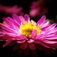 南川紫菊 南川紫菊